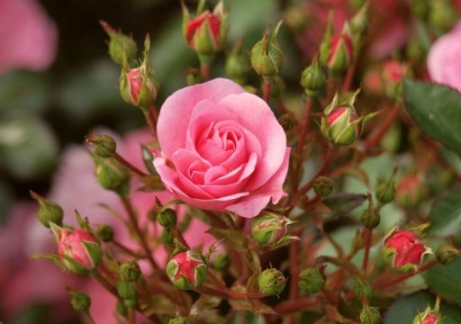 Как стабильно зарабатывать на выращивании роз?